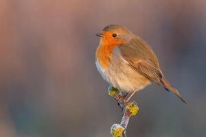 uccello fotografia, uccello immagine, maggior parte bellissimo uccello fotografia, natura fotografia foto