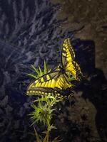 monarca, bellissimo farfalla fotografia, bellissimo farfalla su fiore, macro fotografia, bellissimo natura foto