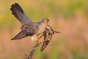 uccello fotografia, uccello immagine, maggior parte bellissimo uccello fotografia, natura fotografia foto