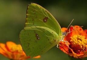 monarca, bellissimo farfalla fotografia, bellissimo farfalla su fiore, macro fotografia, bellissimo natura foto