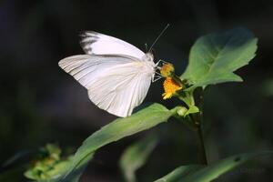 monarca, bellissimo farfalla fotografia, bellissimo farfalla su fiore, macro fotografia, bellissimo natura foto