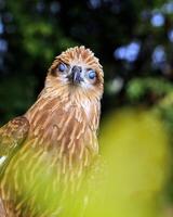 uccello fotografia, uccello immagine, maggior parte bellissimo uccello fotografia, natura fotografia foto