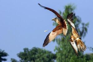 uccello fotografia, uccello immagine, maggior parte bellissimo uccello fotografia, natura fotografia foto