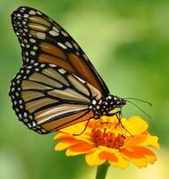 monarca, bellissimo farfalla fotografia, bellissimo farfalla su fiore, macro fotografia, bellissimo natura foto