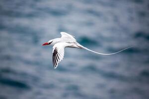 uccello fotografia, uccello immagine, maggior parte bellissimo uccello fotografia, natura fotografia foto