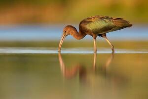 uccello fotografia, uccello immagine, maggior parte bellissimo uccello fotografia, natura fotografia foto