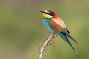 uccello fotografia, uccello immagine, maggior parte bellissimo uccello fotografia, natura fotografia foto