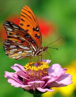 monarca, bellissimo farfalla fotografia, bellissimo farfalla su fiore, macro fotografia, bellissimo natura foto