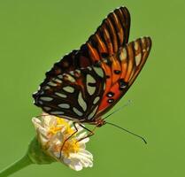 monarca, bellissimo farfalla fotografia, bellissimo farfalla su fiore, macro fotografia, bellissimo natura foto