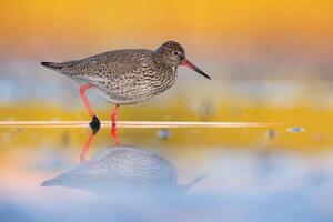 uccello fotografia, uccello immagine, maggior parte bellissimo uccello fotografia, natura fotografia foto