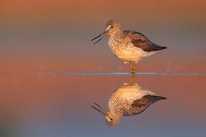 uccello fotografia, uccello immagine, maggior parte bellissimo uccello fotografia, natura fotografia foto