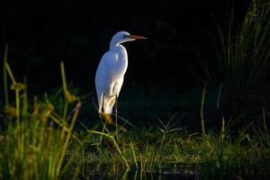 uccello fotografia, uccello immagine, maggior parte bellissimo uccello fotografia, natura fotografia foto