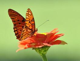 monarca, bellissimo farfalla fotografia, bellissimo farfalla su fiore, macro fotografia, bellissimo natura foto