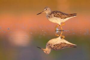 uccello fotografia, uccello immagine, maggior parte bellissimo uccello fotografia, natura fotografia foto