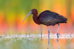 uccello fotografia, uccello immagine, maggior parte bellissimo uccello fotografia, natura fotografia foto