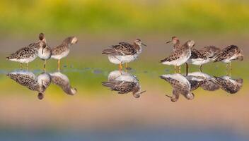 uccello fotografia, uccello immagine, maggior parte bellissimo uccello fotografia, natura fotografia foto