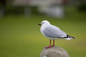 uccello fotografia, uccello immagine, maggior parte bellissimo uccello fotografia, natura fotografia foto