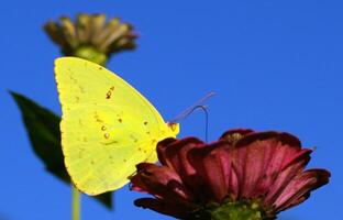 monarca, bellissimo farfalla fotografia, bellissimo farfalla su fiore, macro fotografia, bellissimo natura foto