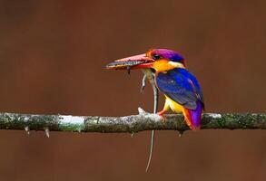 uccello fotografia, uccello immagine, maggior parte bellissimo uccello fotografia, natura fotografia foto