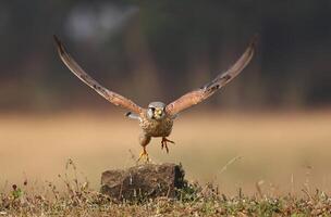 uccello fotografia, uccello immagine, maggior parte bellissimo uccello fotografia, natura fotografia foto