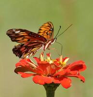 monarca, bellissimo farfalla fotografia, bellissimo farfalla su fiore, macro fotografia, bellissimo natura foto