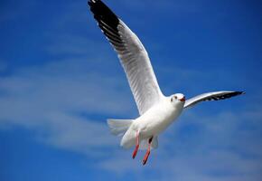 uccello fotografia, uccello immagine, maggior parte bellissimo uccello fotografia, natura fotografia foto