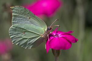 monarca, bellissimo farfalla fotografia, bellissimo farfalla su fiore, macro fotografia, bellissimo natura foto