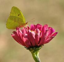 monarca, bellissimo farfalla fotografia, bellissimo farfalla su fiore, macro fotografia, bellissimo natura foto