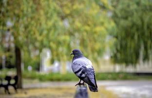 piccione in natura foto