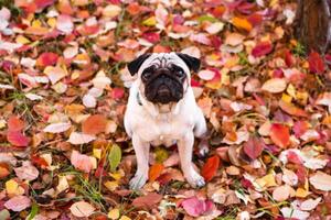 un' piccolo carlino cane nel autunno foresta su un' camminare. ritratto di un' cane su rosso e arancia asciutto fogliame. foto