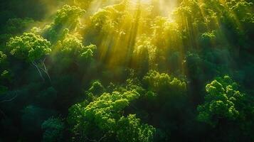 ai generato illuminata dal sole foresta nel vivido verde catturato con 50mm lente foto