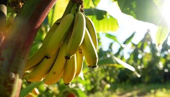 ai generato fresco biologico Banana, un' salutare tropicale estate merenda generato di ai foto