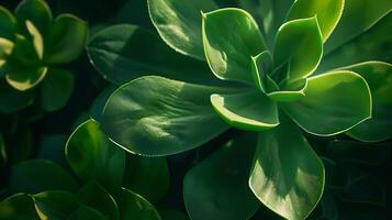 ai generato delicato ombre avvicinamento di vivace verde succulento pianta nel morbido naturale leggero foto
