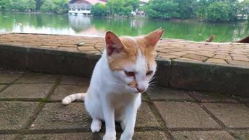 un' gatto seduta su un' mattone passerella vicino un' lago foto