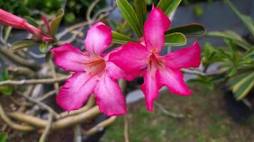 2 rosa frangipani fiori in crescita nel fioritura nel un' giardino pentola foto