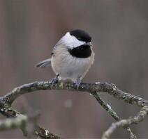 carolina chickadee nel neve foto