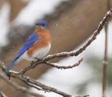 inverno orientale Bluebird foto