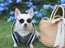 Marrone chihuahua cane indossare occhiali da sole e cuffie in giro collo seduta con cannuccia Borsa su verde erba nel il giardino con viola fiori,. sicuro viaggio con animali. foto