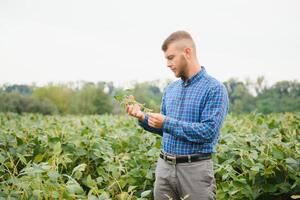 giovane agricoltore nei campi di soia foto