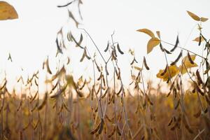 soia campo pronto per essere raccolto foto