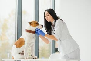 femmina veterinario su animale clinica con veterinario, guarigione animale domestico. foto