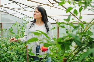 giovane donna nel prende cura di fresco verdura biologico nel legna stile cestino preparare servendo raccogliere di un' carino bella ragazza nel idroponica azienda agricola, serra foto