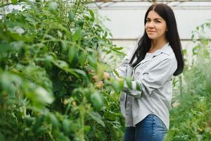 giovane donna nel prende cura di fresco verdura biologico nel legna stile cestino preparare servendo raccogliere di un' carino bella ragazza nel idroponica azienda agricola, serra foto