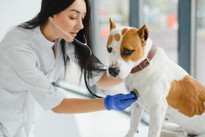 femmina veterinario su animale clinica con veterinario, guarigione animale domestico. foto