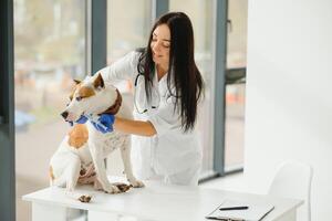 giovane femmina veterinario assunzione cura di un' bellissimo labrador cane. foto