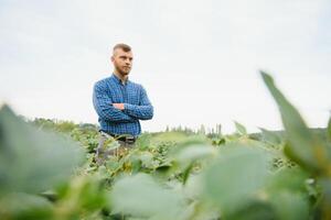 agronomo ispezionando soia fagiolo colture in crescita nel il azienda agricola campo. agricoltura produzione concetto. giovane agronomo esamina soia Ritaglia su campo nel estate. contadino su soia campo foto