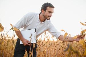 agronomo ispeziona soia Ritaglia nel agricolo campo - agro concetto - contadino nel soia piantagione su azienda agricola. foto