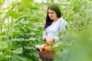 giovane donna nel prende cura di fresco verdura biologico nel legna stile cestino preparare servendo raccogliere di un' carino bella ragazza nel idroponica azienda agricola, serra foto