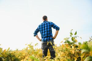 contadino o agronomo esaminare soia pianta nel campo. foto