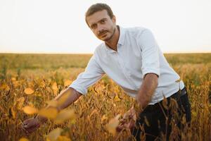 agronomo ispeziona soia Ritaglia nel agricolo campo - agro concetto - contadino nel soia piantagione su azienda agricola. foto